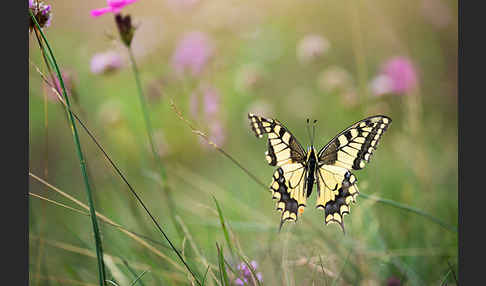 Schwalbenschwanz (Papilio machaon)