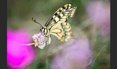 Schwalbenschwanz (Papilio machaon)