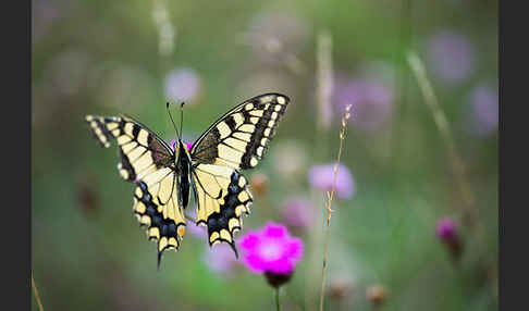 Schwalbenschwanz (Papilio machaon)