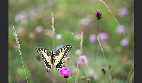 Schwalbenschwanz (Papilio machaon)