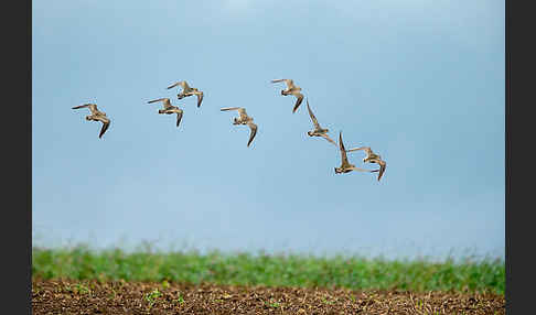 Mornellregenpfeifer (Charadrius morinellus)