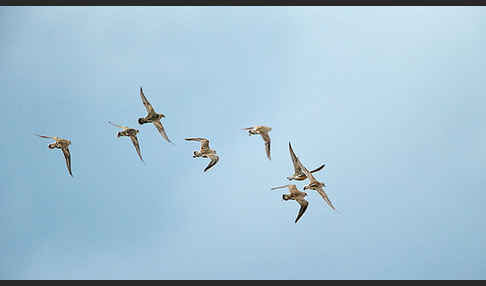 Mornellregenpfeifer (Charadrius morinellus)