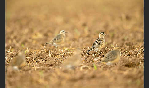 Mornellregenpfeifer (Charadrius morinellus)