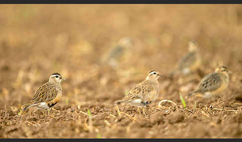 Mornellregenpfeifer (Charadrius morinellus)