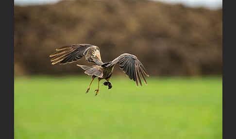 Rohrweihe (Circus aeruginosus)