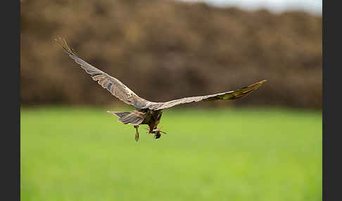 Rohrweihe (Circus aeruginosus)