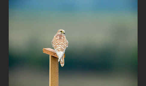 Turmfalke (Falco tinnunculus)