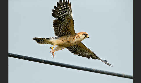 Rotfußfalke (Falco vespertinus)