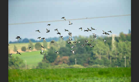 Haustaube (Columba livia domestica)