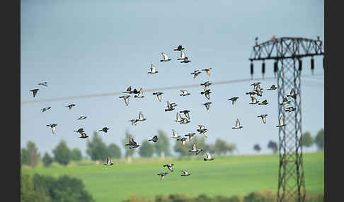 Haustaube (Columba livia domestica)