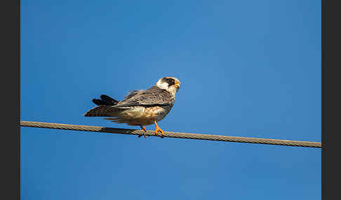 Rotfußfalke (Falco vespertinus)