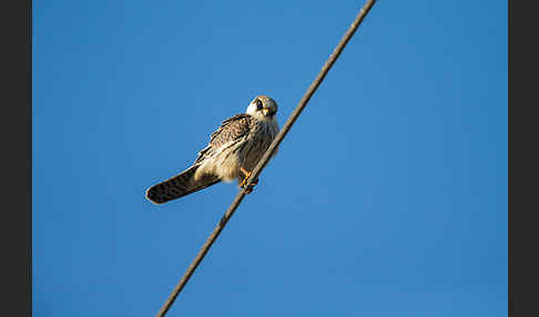 Rotfußfalke (Falco vespertinus)