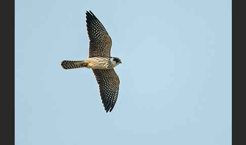 Rotfußfalke (Falco vespertinus)