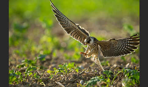 Rotfußfalke (Falco vespertinus)