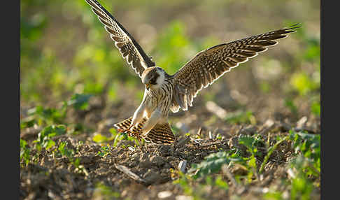 Rotfußfalke (Falco vespertinus)