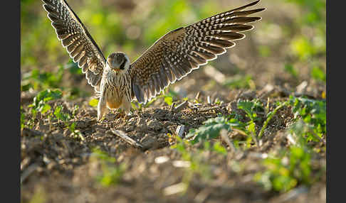 Rotfußfalke (Falco vespertinus)