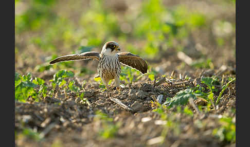 Rotfußfalke (Falco vespertinus)