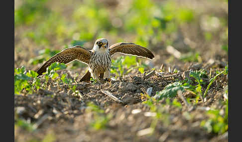 Rotfußfalke (Falco vespertinus)