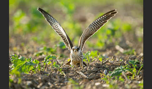 Rotfußfalke (Falco vespertinus)