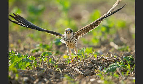 Rotfußfalke (Falco vespertinus)