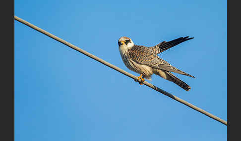 Rotfußfalke (Falco vespertinus)