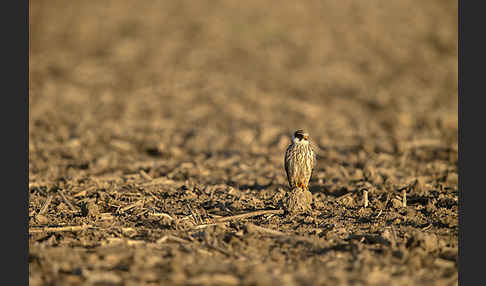 Rotfußfalke (Falco vespertinus)