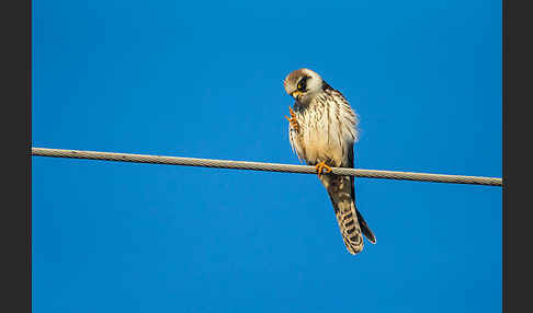 Rotfußfalke (Falco vespertinus)