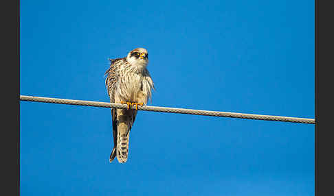 Rotfußfalke (Falco vespertinus)