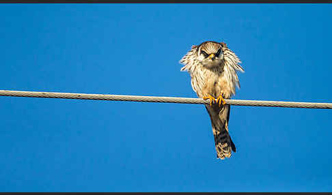 Rotfußfalke (Falco vespertinus)