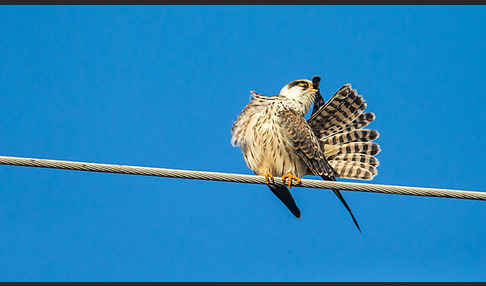 Rotfußfalke (Falco vespertinus)