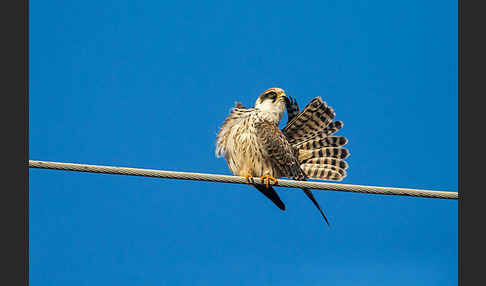 Rotfußfalke (Falco vespertinus)