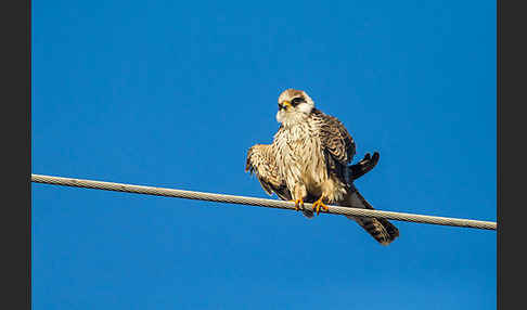 Rotfußfalke (Falco vespertinus)