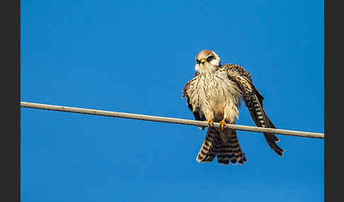 Rotfußfalke (Falco vespertinus)