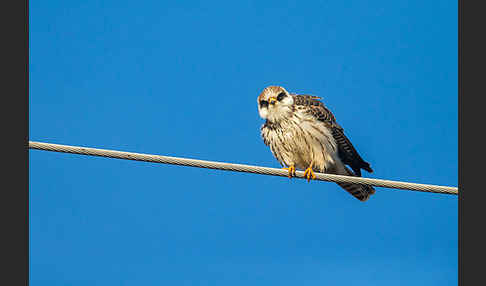 Rotfußfalke (Falco vespertinus)