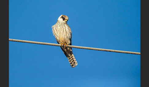 Rotfußfalke (Falco vespertinus)