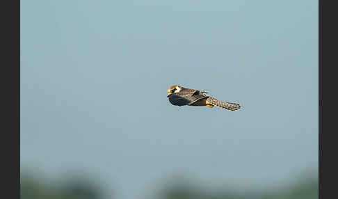 Rotfußfalke (Falco vespertinus)