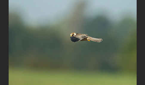 Rotfußfalke (Falco vespertinus)