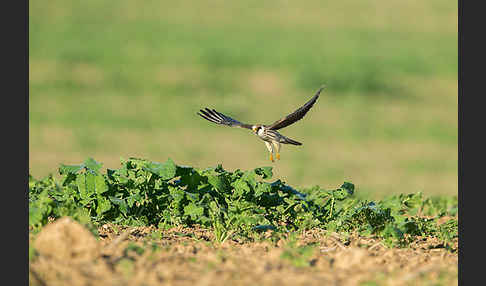 Rotfußfalke (Falco vespertinus)