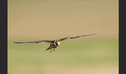 Rotfußfalke (Falco vespertinus)