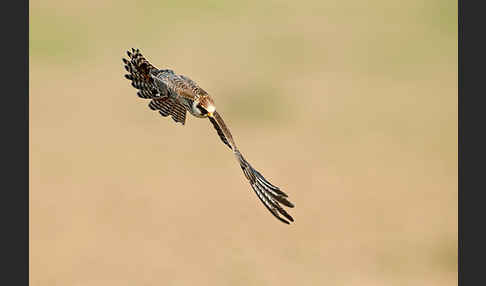 Rotfußfalke (Falco vespertinus)