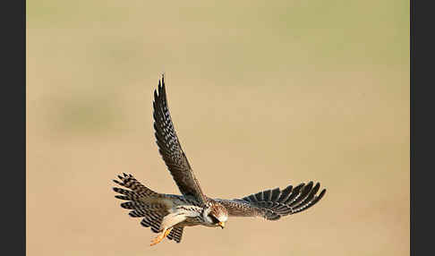 Rotfußfalke (Falco vespertinus)