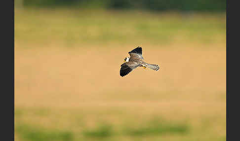 Rotfußfalke (Falco vespertinus)