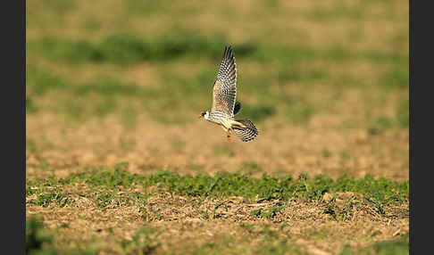 Rotfußfalke (Falco vespertinus)