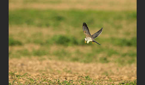 Rotfußfalke (Falco vespertinus)