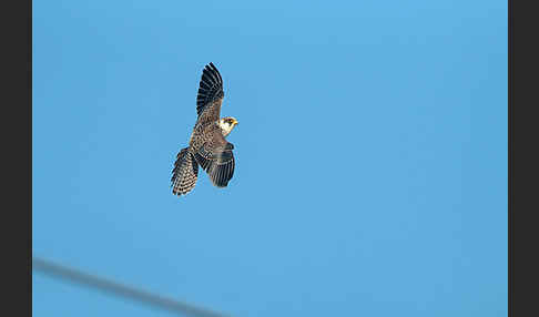 Rotfußfalke (Falco vespertinus)