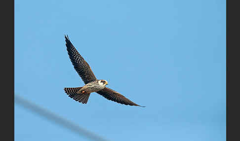 Rotfußfalke (Falco vespertinus)