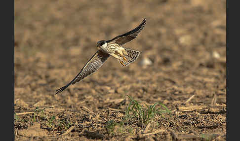 Rotfußfalke (Falco vespertinus)