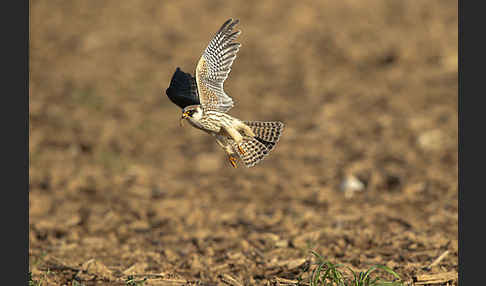 Rotfußfalke (Falco vespertinus)