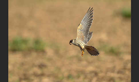 Rotfußfalke (Falco vespertinus)