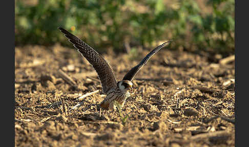 Rotfußfalke (Falco vespertinus)